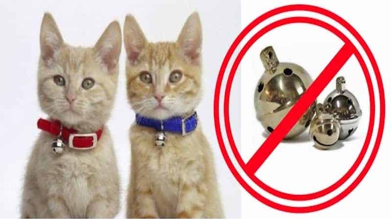 Voici les raisons de ne jamais mettre un grelot au collier de votre chat, faites attention !