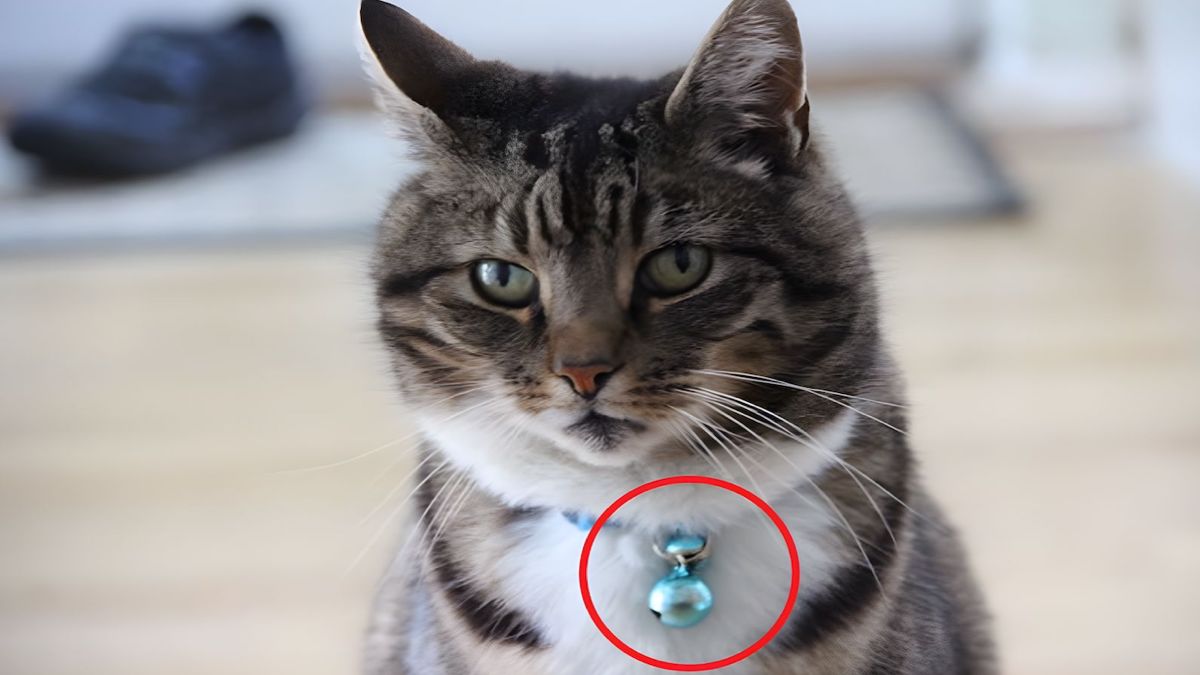 Voici les raisons de ne jamais mettre un grelot au collier de votre chat, faites attention !