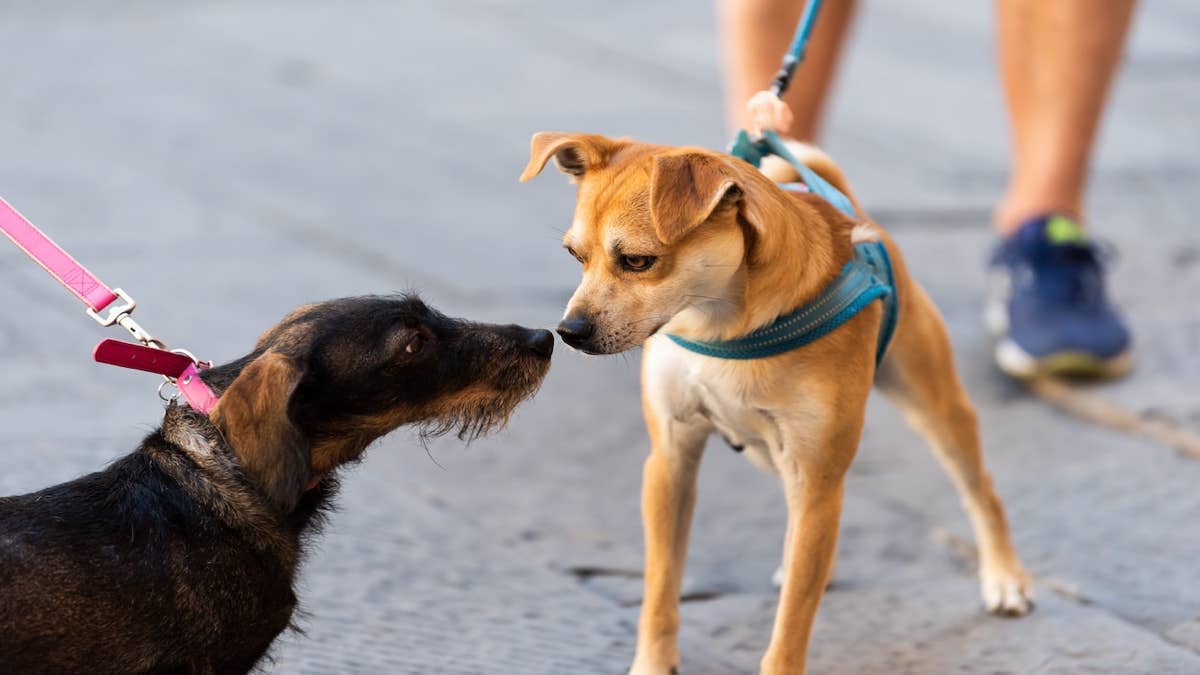 Voici pourquoi vous ne devriez jamais faire rencontrer 2 chiens tenus en laisse