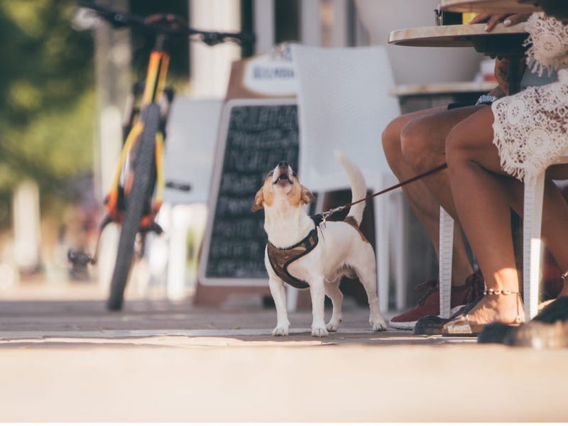 Voici pourquoi vous ne devriez pas donner de friandises "gratuites" à votre chien