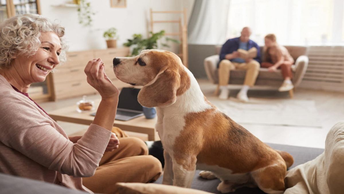 Voici pourquoi vous ne devriez pas donner de friandises "gratuites" à votre chien