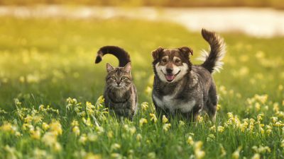 Vous aimez plus les chats ou les chiens ? Votre préférence en dit long sur vous
