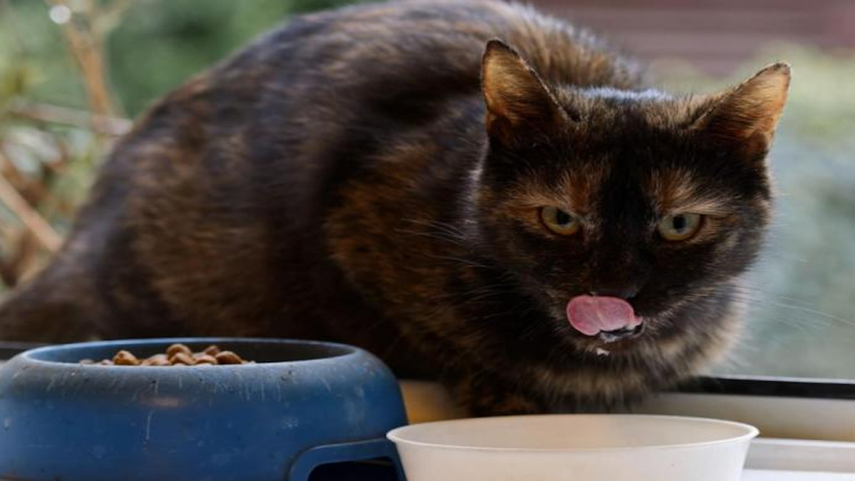 Vous aimez votre chat ? Alors ne lui donnez jamais cet aliment !