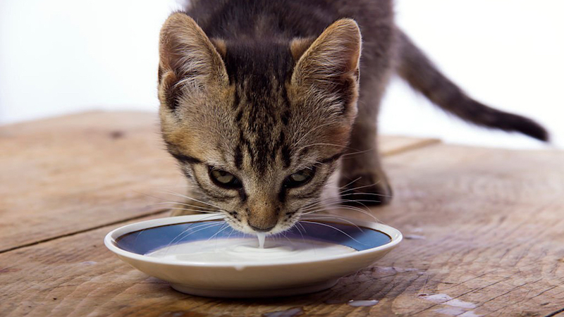 Vous aimez votre chat ? Alors ne lui donnez jamais cet aliment !