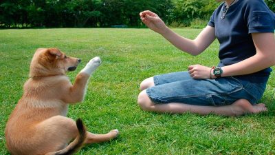 4 conseils pour éduquer votre chien avec amour