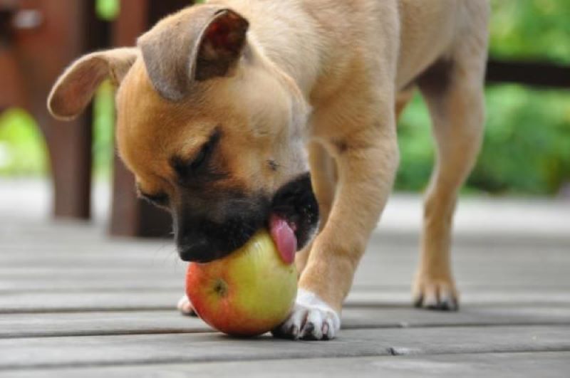 5 fruits excellents pour la santé des chiens