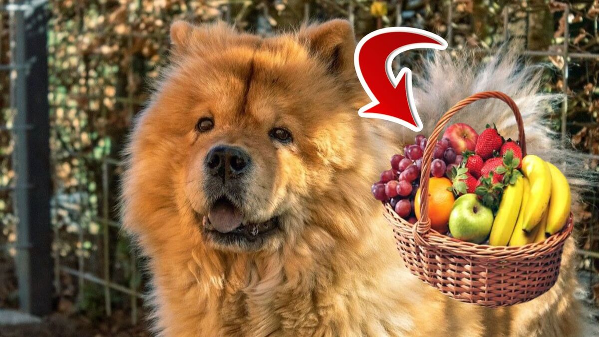 5 fruits excellents pour la santé des chiens