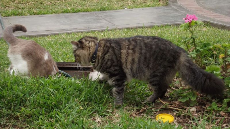 5 raisons pour lesquelles les chats quittent la maison et 4 conseils pour les en empêcher