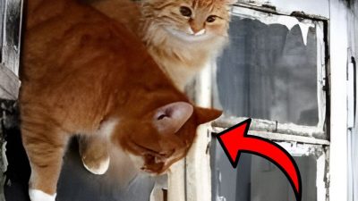 5 raisons pour lesquelles les chats quittent la maison et 4 conseils pour les en empêcher