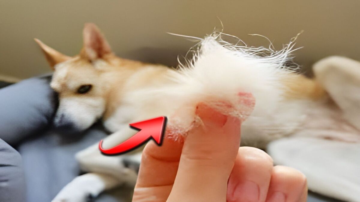 Voici les 5 raisons pour lesquelles les chiens perdent leurs poils