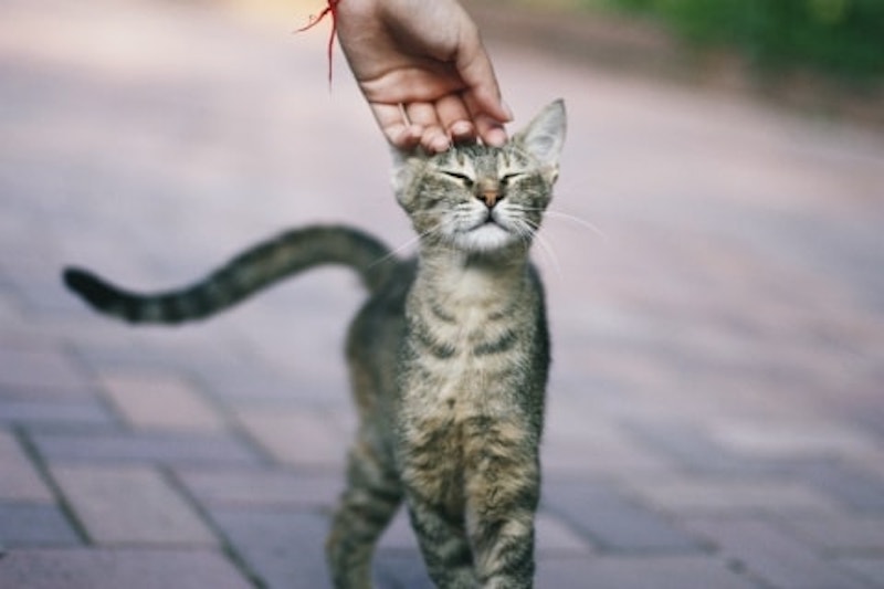 5 signes qui montrent qu'un chat aime son maître