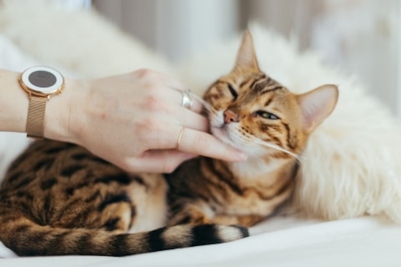 5 signes qui montrent qu'un chat aime son maître