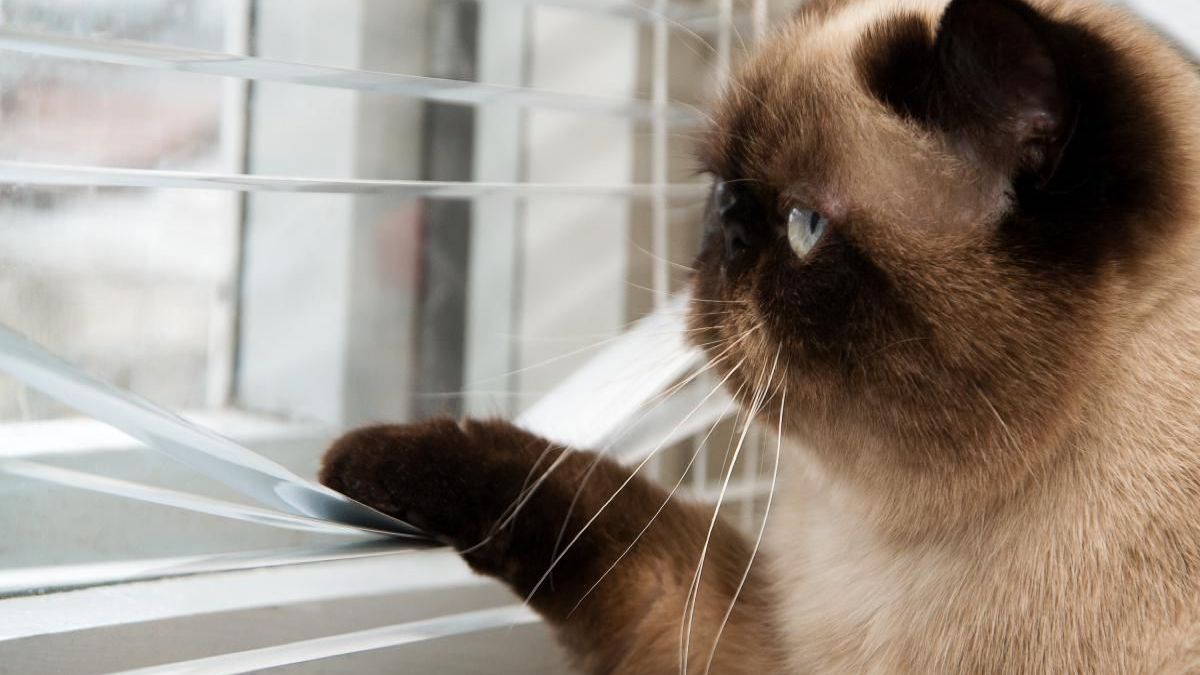 6 erreurs que font les maîtres avec leur chat selon les vétérinaires