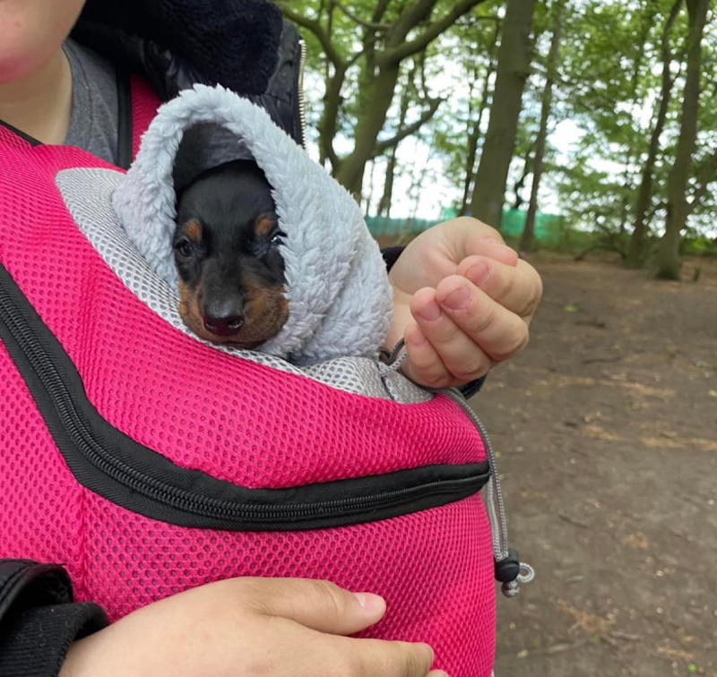 Abandonné et jeté dans un sac à cause des soucis de santé, ce chiot se bat pour sa vie