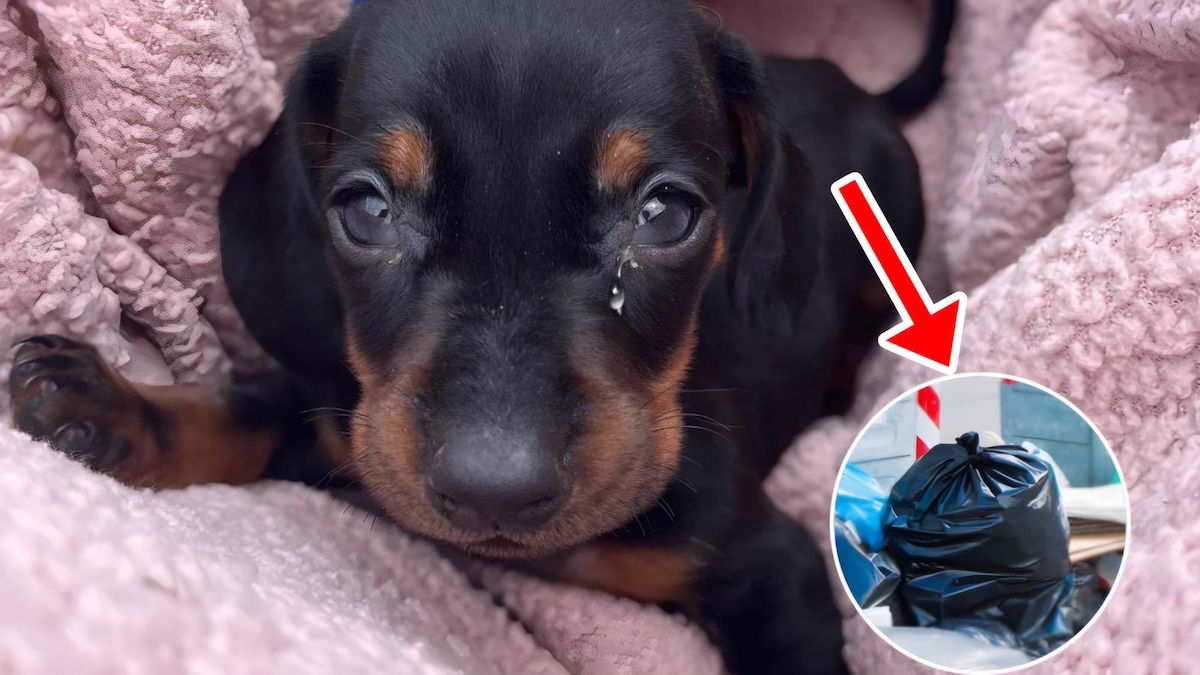 Abandonné et jeté dans un sac à cause des soucis de santé, ce chiot se bat pour sa vie