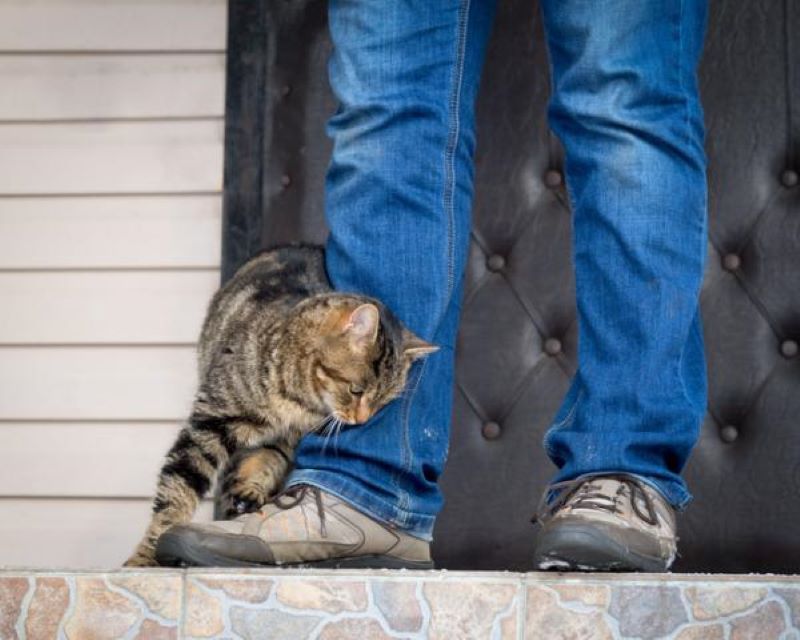 Voici la véritable raison pour laquelle les chats se frottent toujours contre vous