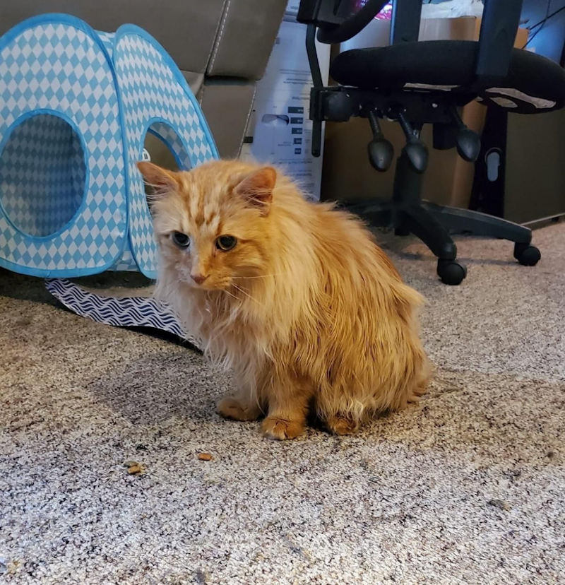 Ce chat errant avait plus d’1,5 kg de poils emmêlés, sa transformation est impressionnante