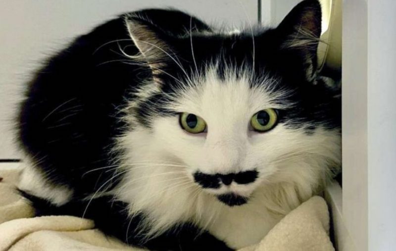 Ce chat né dans un refuge à la plus belle moustache du monde, elle est à couper le souffle !