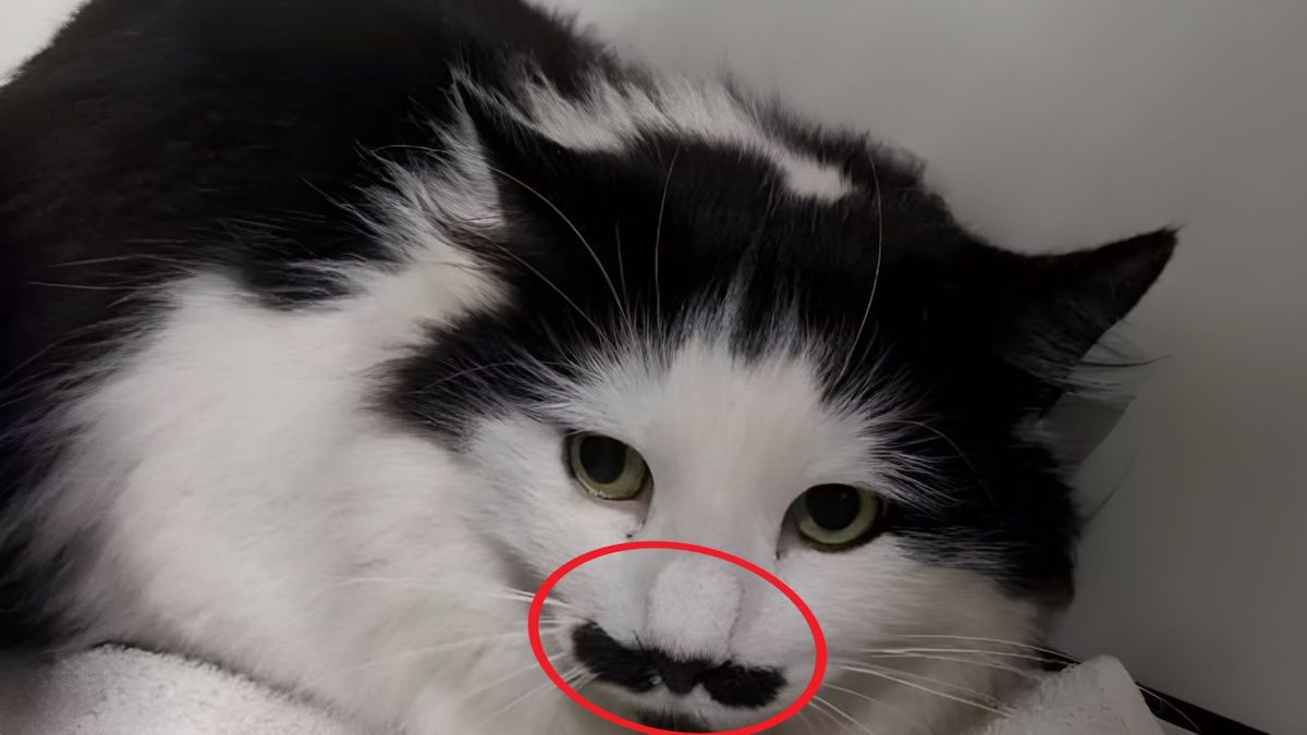 Ce chat né dans un refuge à la plus belle moustache du monde, elle est à couper le souffle !