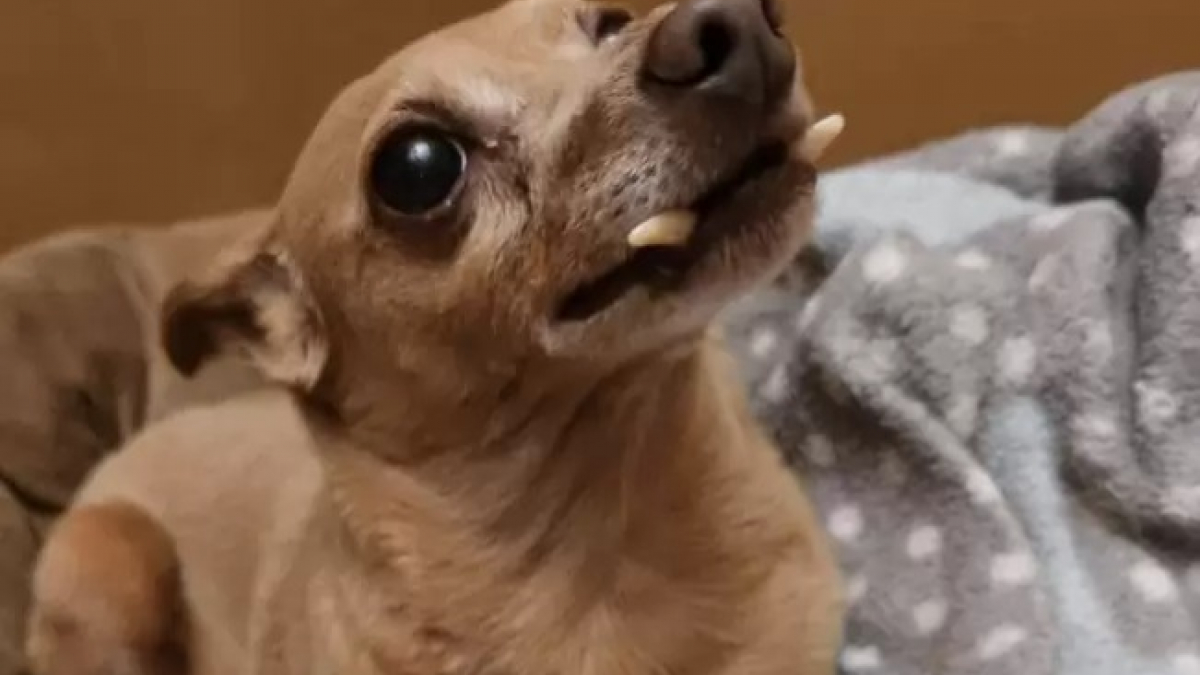 Ce chien avec des dents qui ressemblent à des défenses de morse cherche une famille aimante