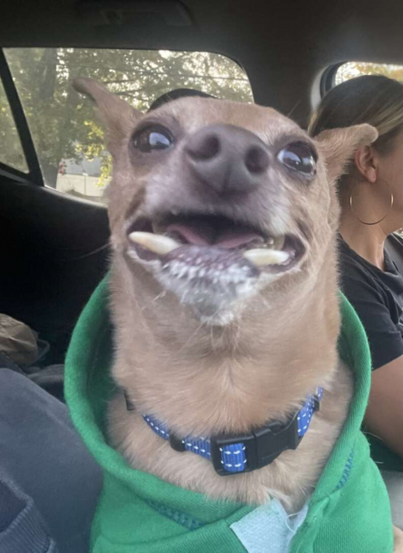 Ce chien avec des dents qui ressemblent à des défenses de morse cherche une famille aimante