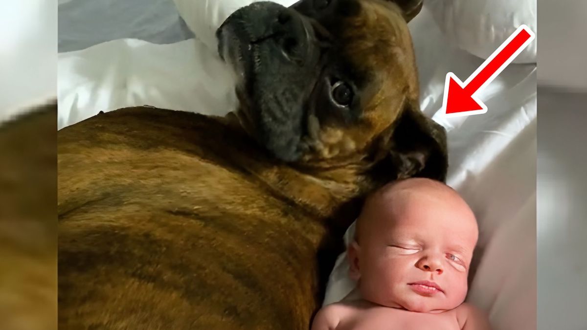 Ce chien boxer accueille le nouveau-né de la famille, une rencontre émouvante