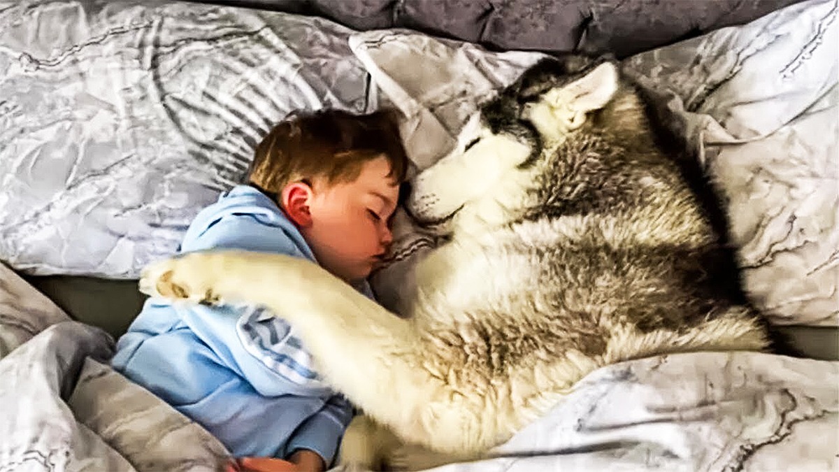 Ce chien dort toute la nuit à côté d’un jeune garçon, ils découvrent la raison le lendemain matin