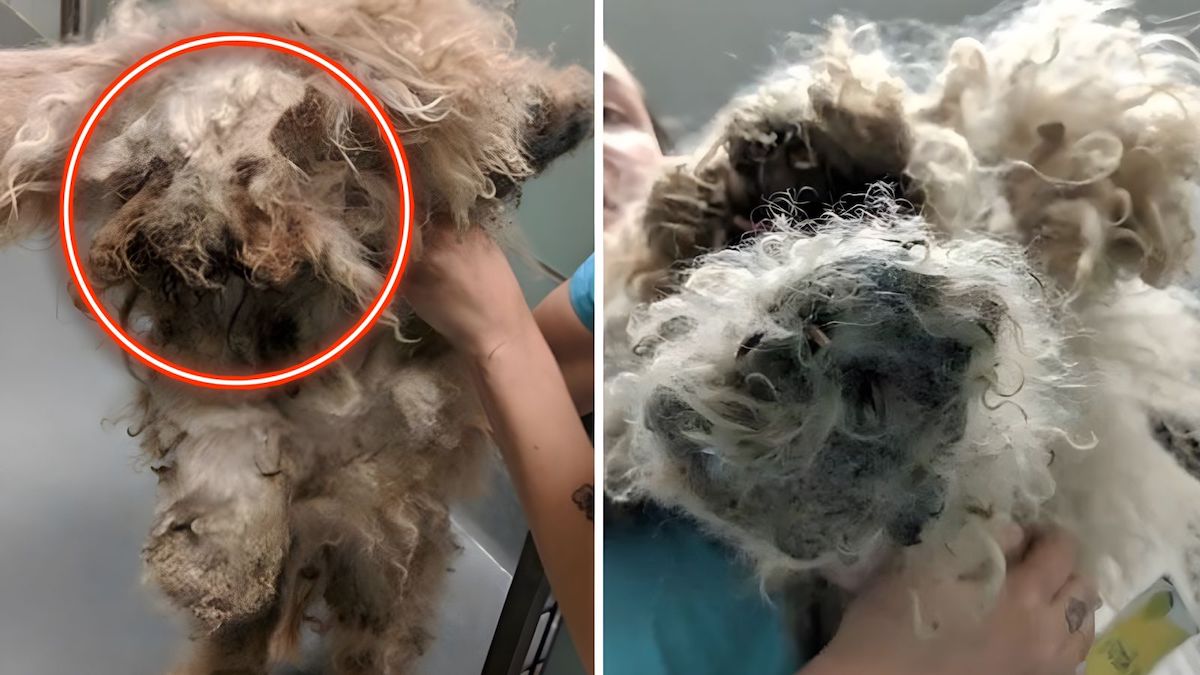 Ce chien est si négligé qu’il est impossible de distinguer sa tête de son corps !