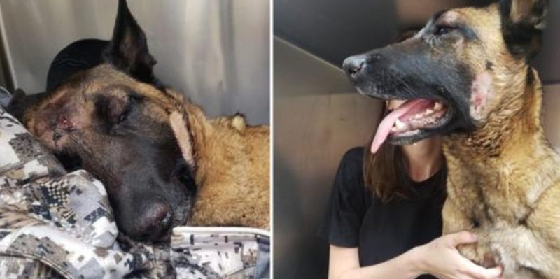Ce chien héroïque sauve la vie de sa maîtresse d’une violente attaque de pumas