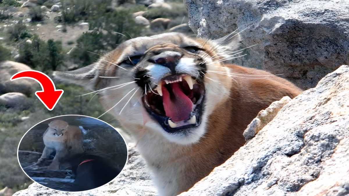 Ce chien héroïque sauve la vie de sa maîtresse d’une violente attaque de pumas