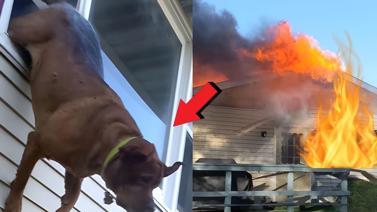 Ce chien héroïque sauve la vie d’un bébé et de ses maîtres de leur maison en flammes