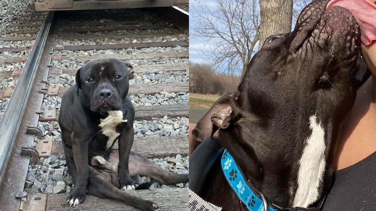 Ce chien paralysé avait été trouvé au milieu d’une voie ferrée, 4 mois après un miracle s’est produit