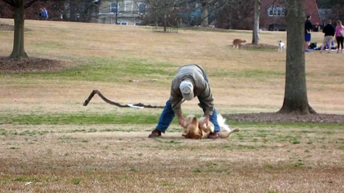 Ce chien refuse de quitter le parc et fait une énorme crise : son attitude est hilarante !