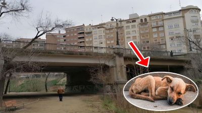 Ce chiot de 4 mois a été battu et jeté sous un pont, il entame sa reconstruction après ce terrible cauchemar
