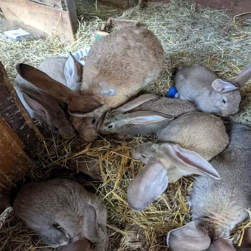 Ces lapins de la taille d'un chien sont sauvés in extremis 