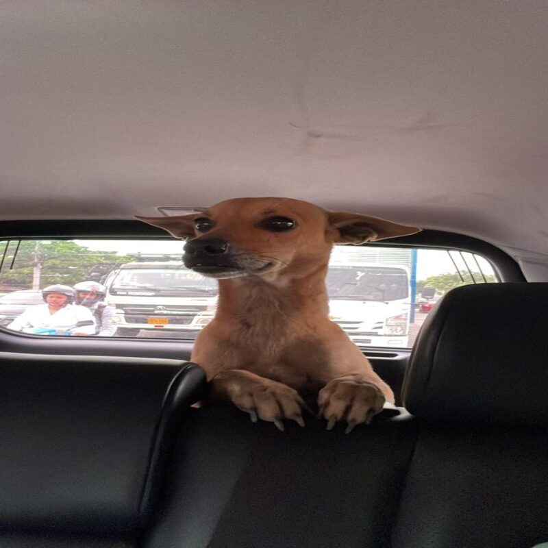 L'attitude de ce chien a surpris la journaliste en plein reportage en direct à la télévision