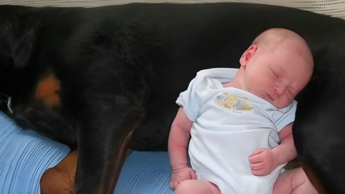 Ce que ce chien rottweiler a fait avec le bébé a laissé tout le monde sans voix