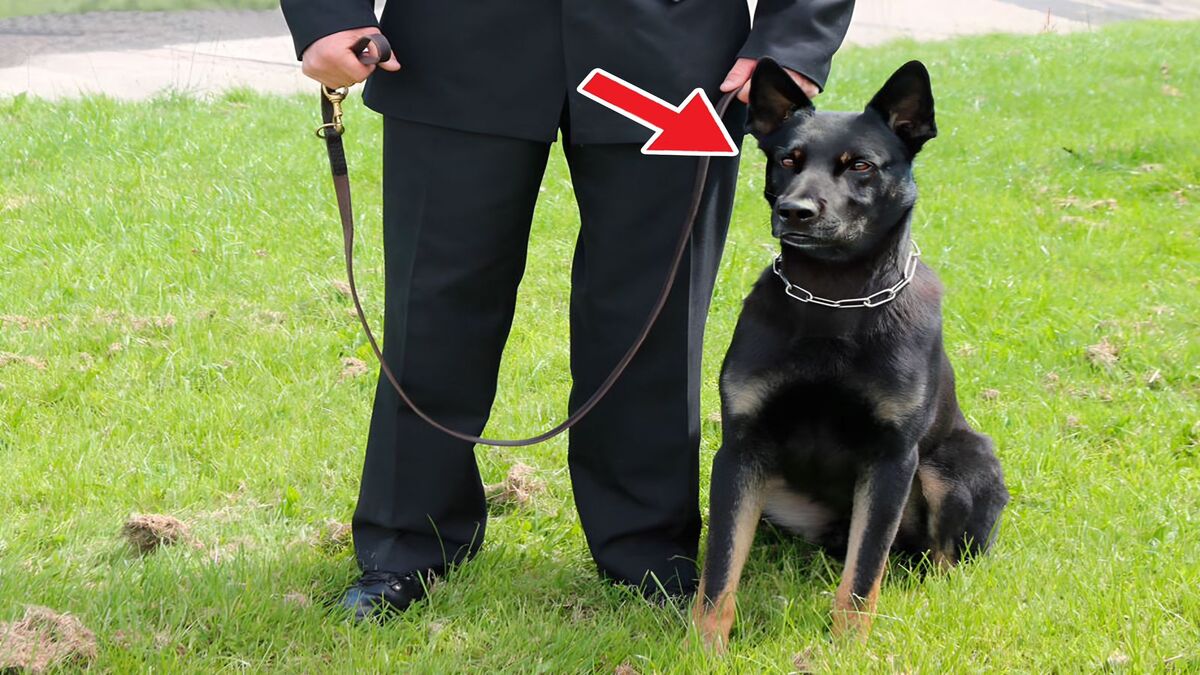 Ce que le chien policier a trouvé lors de son premier jour de travail a surpris tout le monde
