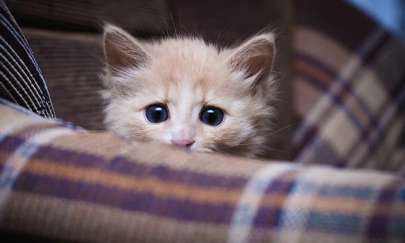 Ces peurs sont les plus courantes chez les chats et affectent leur santé