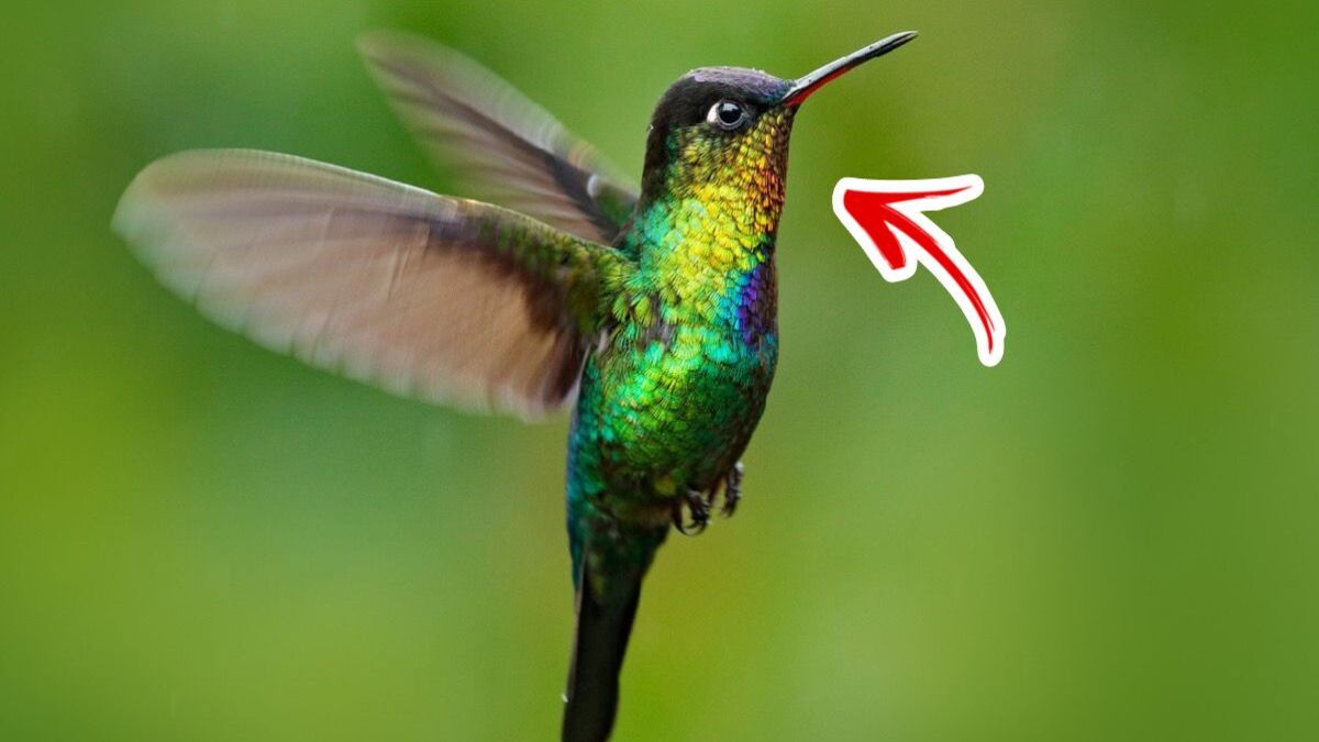 Voici la signification d'un colibri qui vous regarde, ce va vous surprendre !