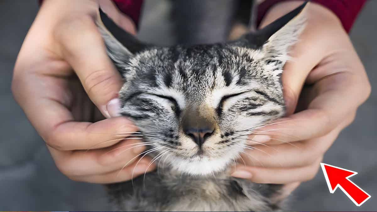 Ces 4 raisons pour lesquelles vous devriez caresser votre chat plus souvent
