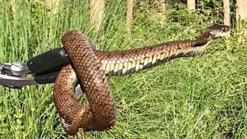 C'est ainsi que s'est terminée la confrontation entre 2 chiens et un serpent géant