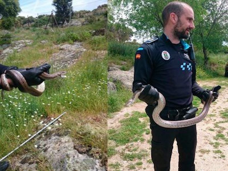 Voici comment se termine le terrible combat entre 2 chiens et un serpent géant