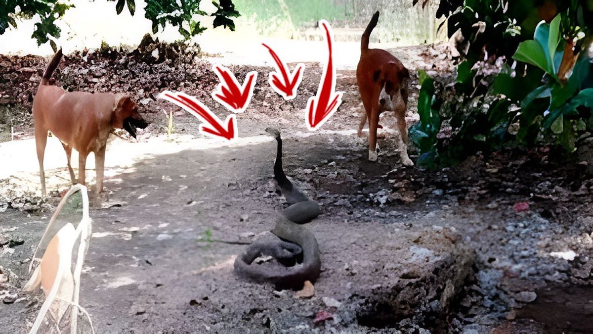 Voici comment se termine le terrible combat entre 2 chiens et un serpent géant