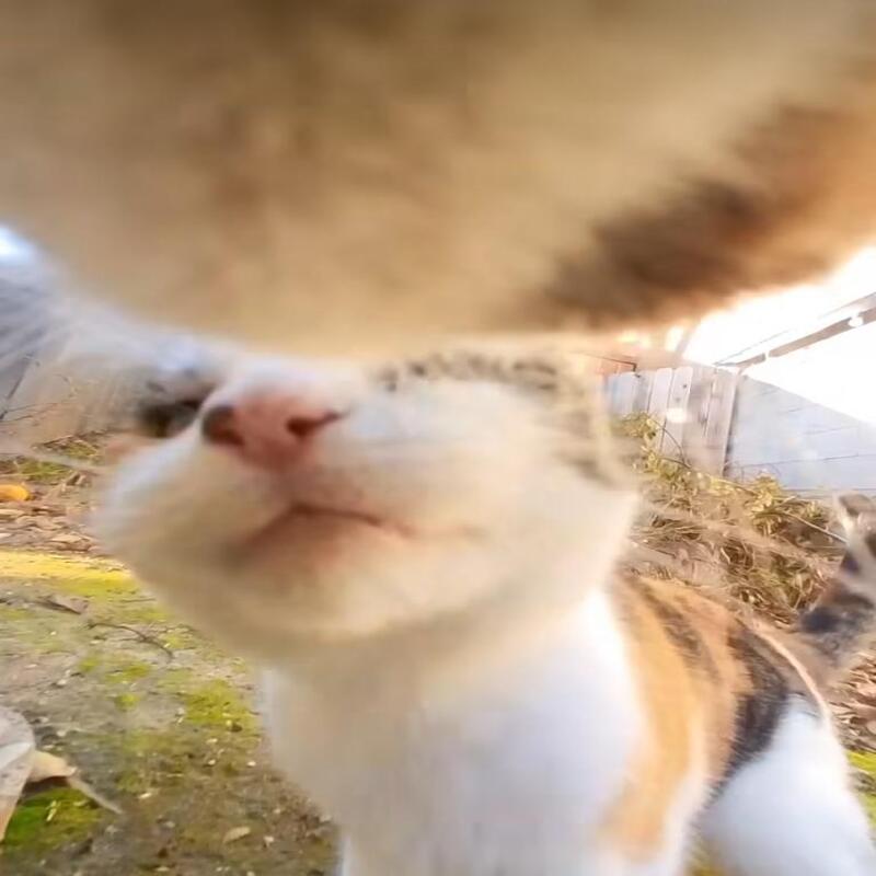 Le chat Gonzo dévoile sa vie grâce à une caméra attachée à son collier