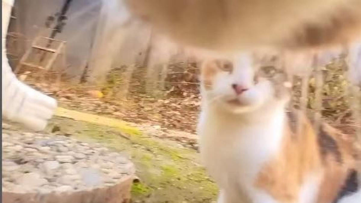 C'est la vie du point de vue du chat Gonzo : le félin avec une caméra attachée au collier