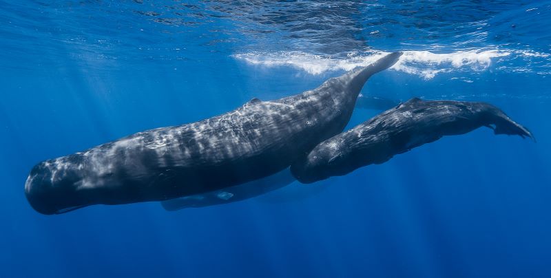 Un animal le plus bruyant du monde : son cris est impressionnant