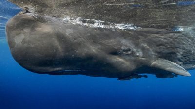C'est l'animal le plus bruyant du monde : son bruit est impressionnant