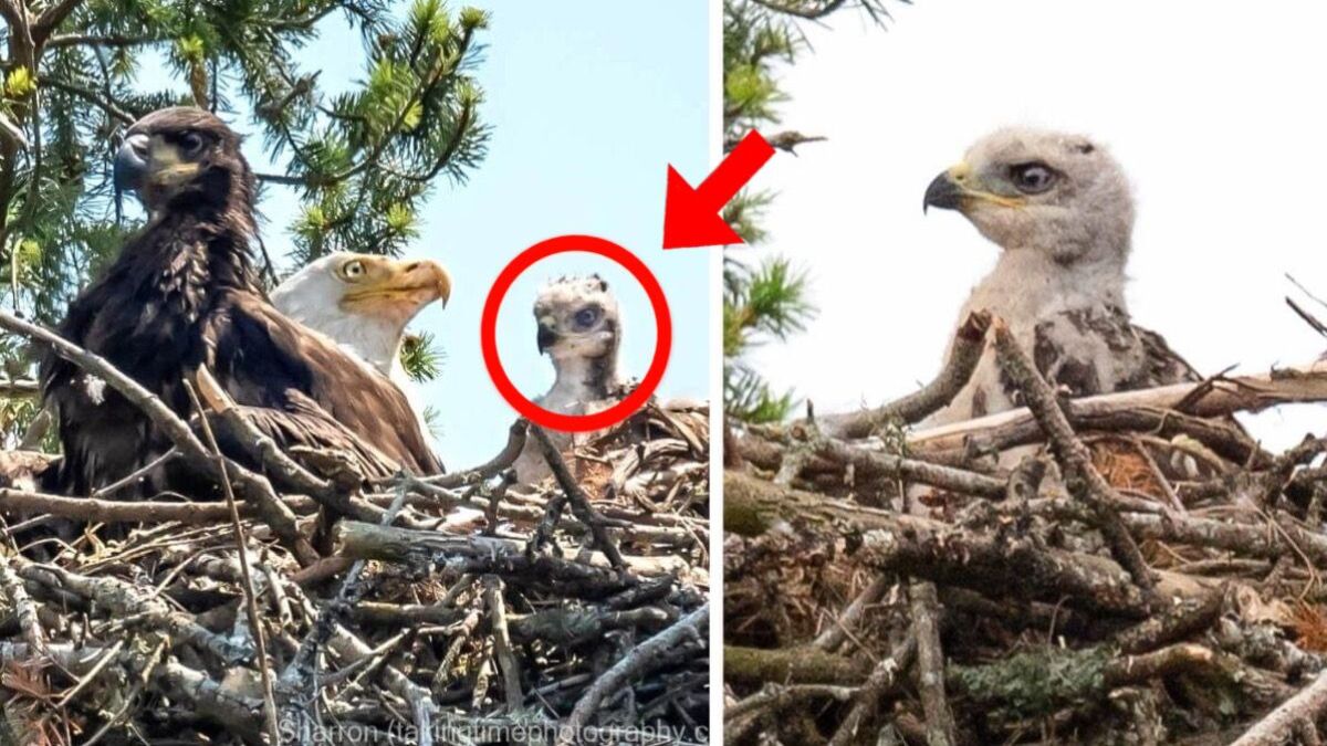 Cet aigle a volé un bébé faucon pour le dîner mais ce qu'il a fait a choqué tout le monde