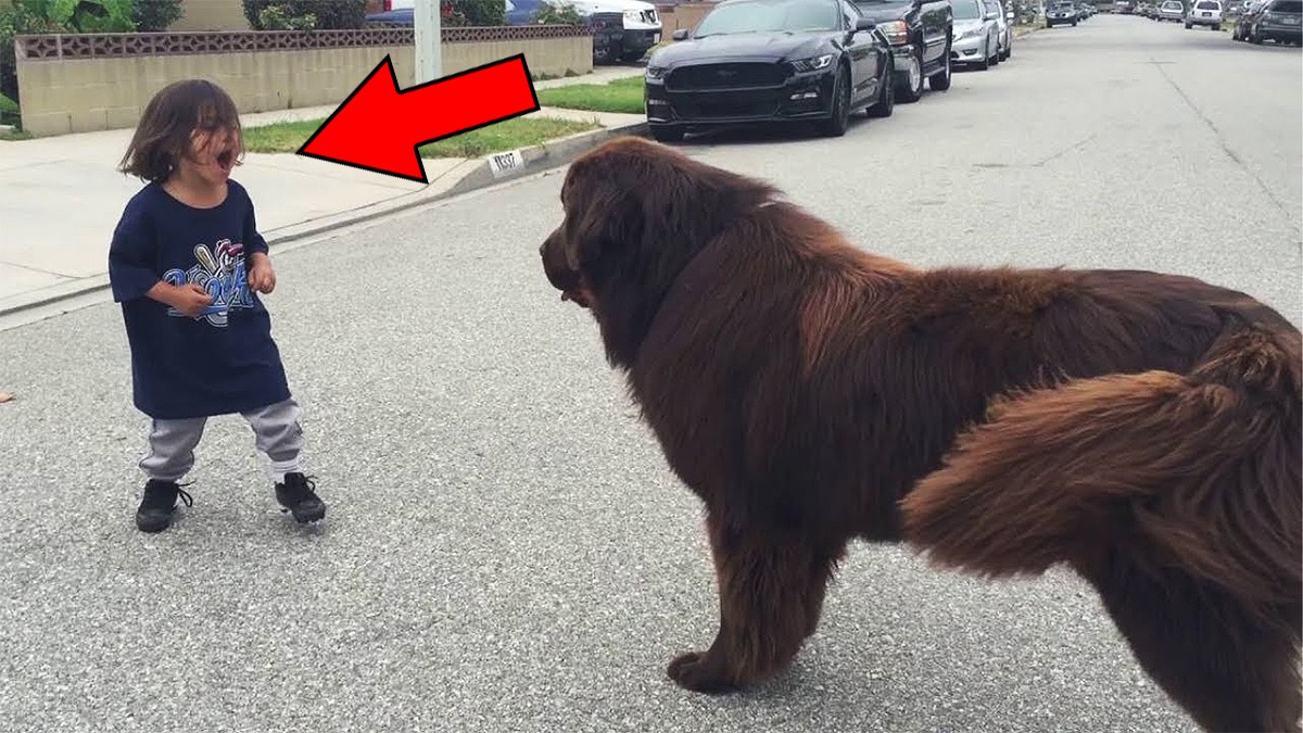 Cet énorme chien croise un petit garçon dans la rue, sa réaction est totalement incroyable